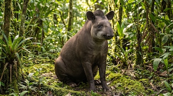 Un tapir de pelaje marrón está sentado en un suelo con musgo, rodeado de plantas y árboles verdes.