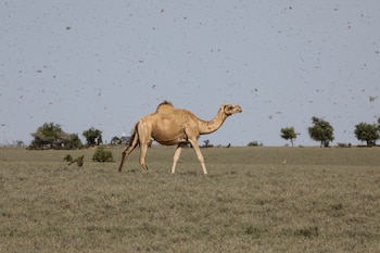 Los camellos tienen entre tres