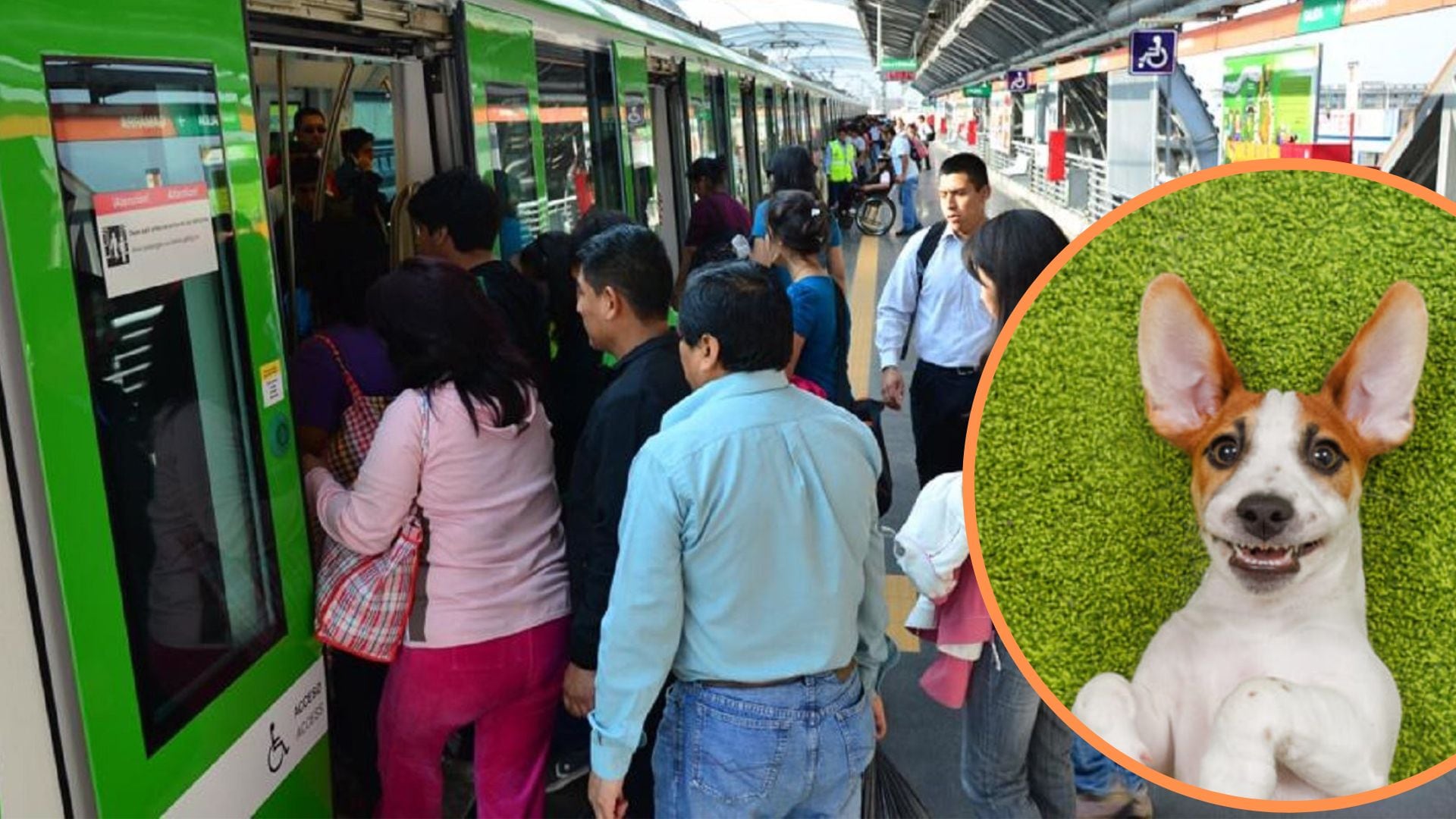 Perro ingresó a los rieles del metro 1 de Lima.