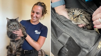 Microchip se vuelve clave para