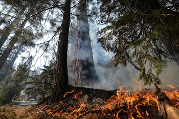 La sequía prolongada y la ausencia de lluvias en el suroeste de Florida elevan el riesgo de incendios forestales según el National Weather Service Miami. (REUTERS/David Swanson/ARCHIVO)