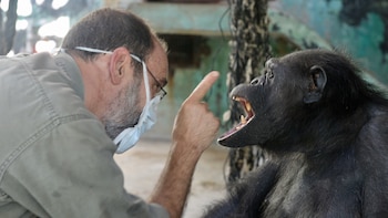 Los simios son estudiados con