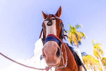 Vista en picada de la cabeza de un caballo marrón y blanco con arnés azul y rojo, mirando al frente. Se aprecian palmeras borrosas y un edificio blanco al fondo