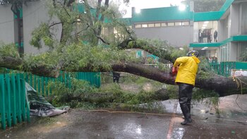 El árbol medía 20 metros