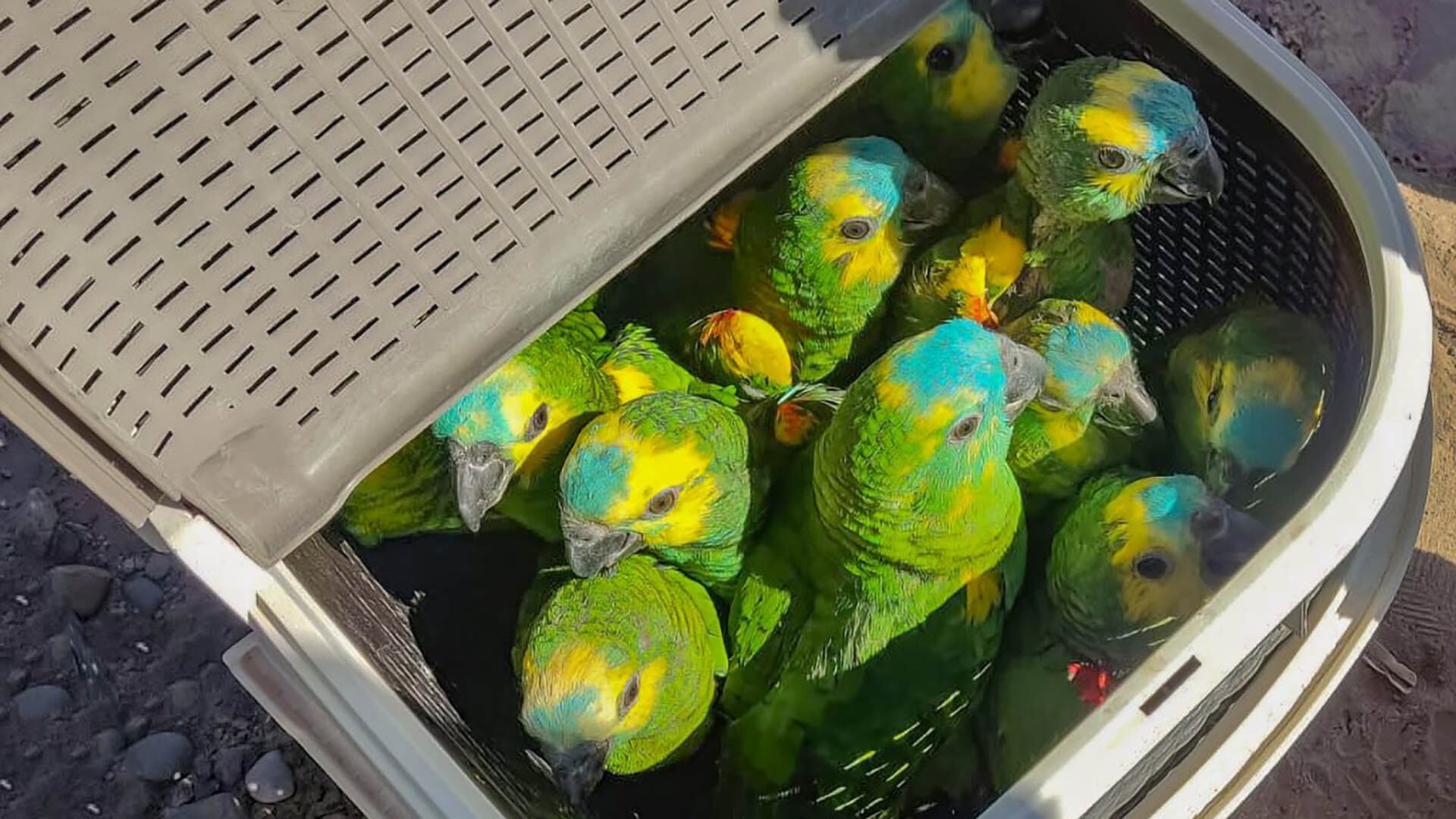 Las autoridades pidieron tener cautela al tener contacto con aves