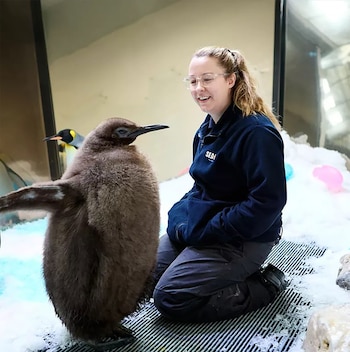 El crecimiento de Pesto se