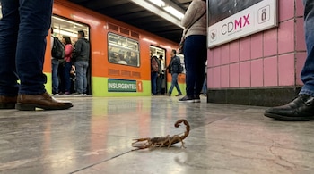 Un alacrán se desplaza sobre el suelo de baldosas grises de una estación del Metro, con las piernas de varios pasajeros y un tren naranja al fondo.