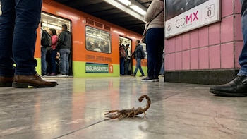 Alacranes en el Metro CDMX: cuáles son las zonas de riesgo y qué hacer si te pica uno