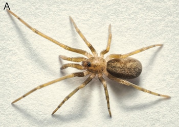 Primer plano de una araña Pikelinia floydmuraria de color marrón claro con un abdomen más oscuro y patas largas, vista desde arriba sobre una superficie blanca