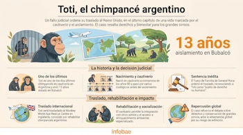 Infografía ilustra la historia del chimpancé Toti: un simio enjaulado, un avión con ruta Argentina-Reino Unido, otros chimpancés en libertad y símbolos judiciales.