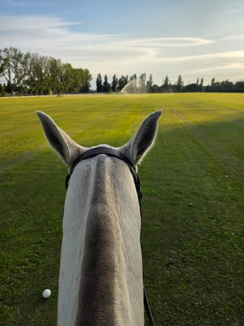 Punto de vista: Vicuña en