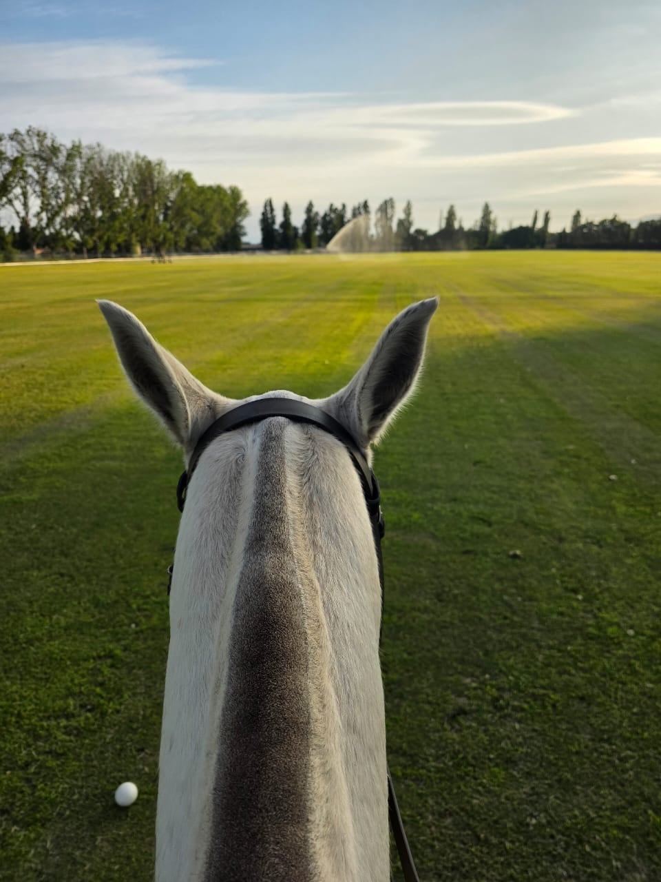 Punto de vista: Vicuña en plena sesión de taqueo