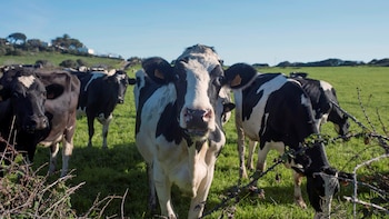 Un estudio demuestra que las vacas reconocen y reaccionan ante voces humanas conocidas