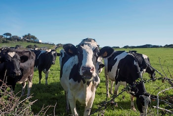Las vacas reconocen rostros y voces. (EFE/David Arquimbau Sintes)