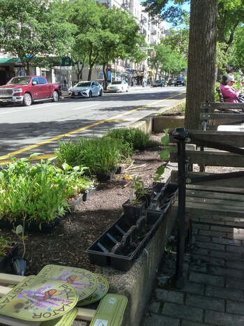 Plantas nativas listas para ser