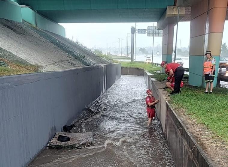 Efectivos del DUAR y la Policía Caminera rescataron a dos perros atrapados en un desagüe de la Avenida Circunvalación durante el temporal, garantizando su bienestar