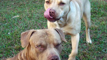 Identifican una molécula con potencial