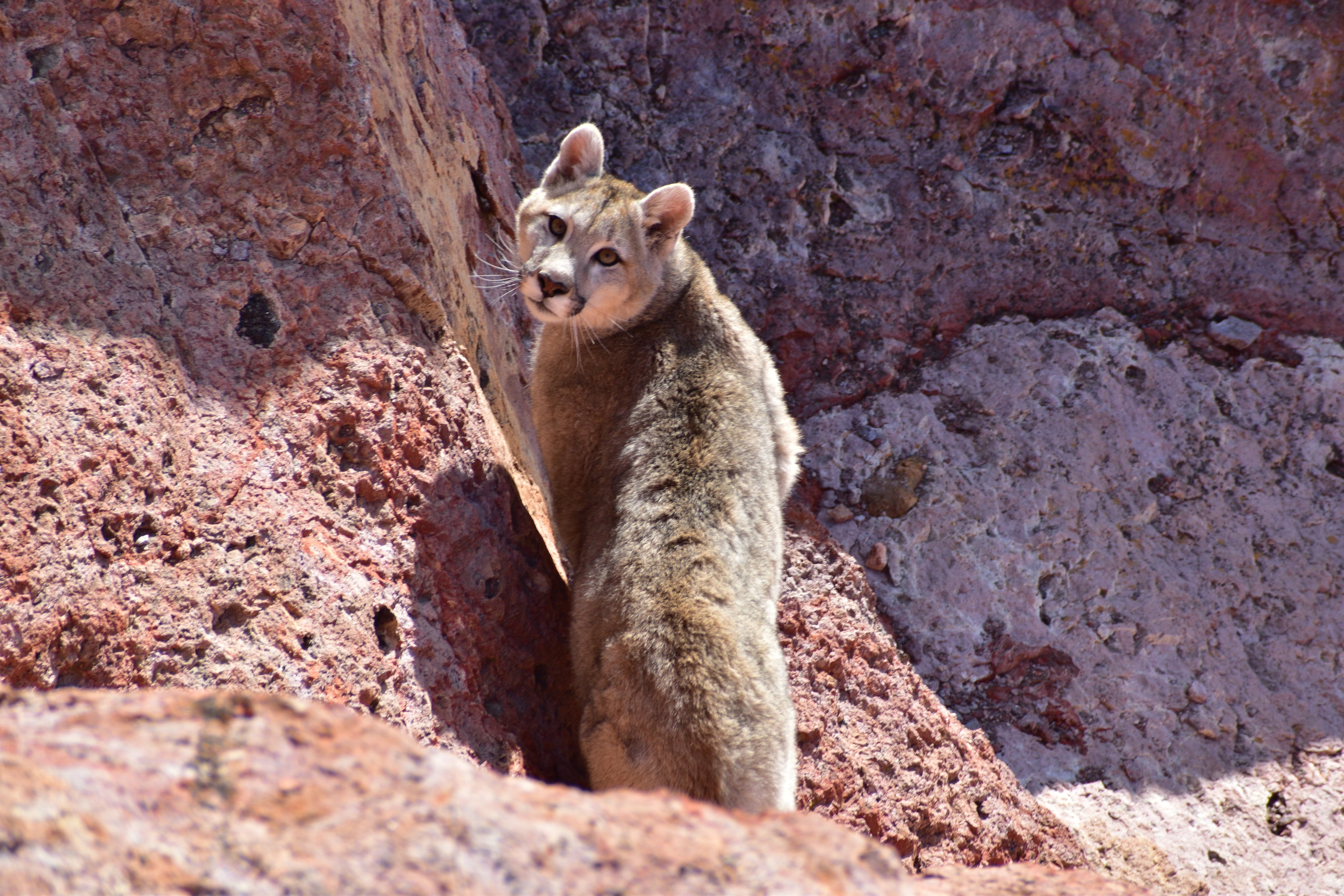 El puma es el segundo felino más grande de Argentina y Sudamérica, después del yaguareté. Aunque no existen cifras oficiales, se sabe que habita en casi todas las provincias del país (Foto/Facundo Epul)