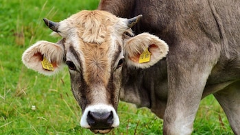 Asaja critica la activación del