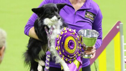La leyenda de Nimble, la primera perra mestiza en ganar el premio de agilidad del WKC Dog Show