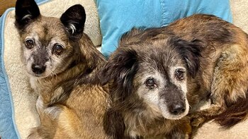 Los perros estaban temblando de