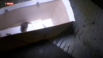 La rata dentro de la