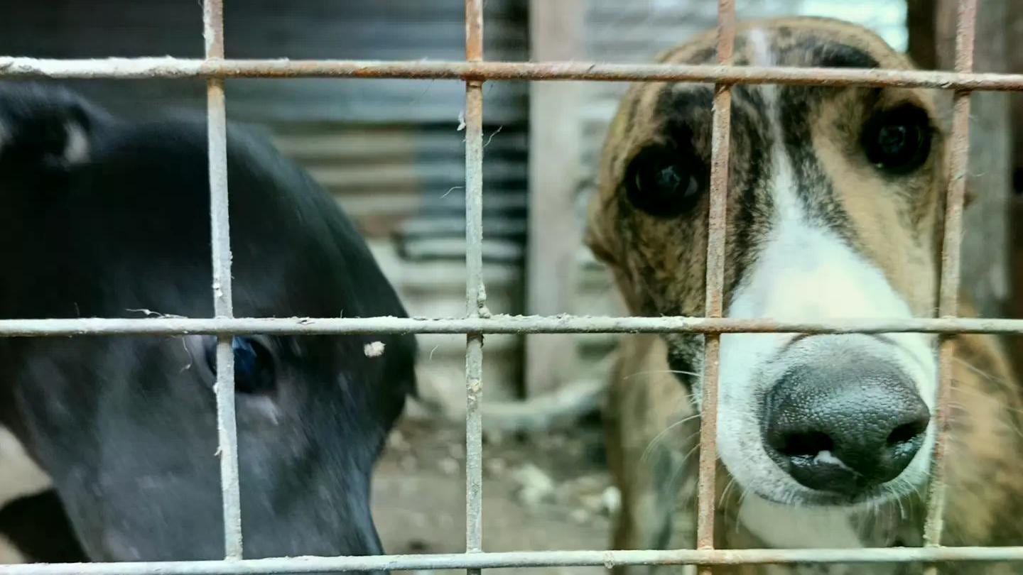 Cinco galgos fueron rescatados por maltrato animal en La Plata: estaban enjaulados y con signos de desnutrición