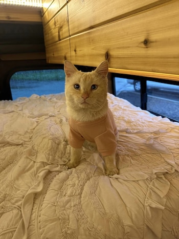 Don Juan fue revisado, vacunado