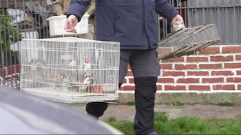 Rescatan en Uruguay decenas de animales que se vendían ilegalmente: había tortugas, cotorras y cardenales