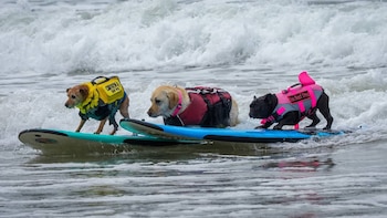 Tres perros sobre tablas de surf en el agua. El primero usa chaleco amarillo, el segundo rojo y el tercero rosa. Hay olas