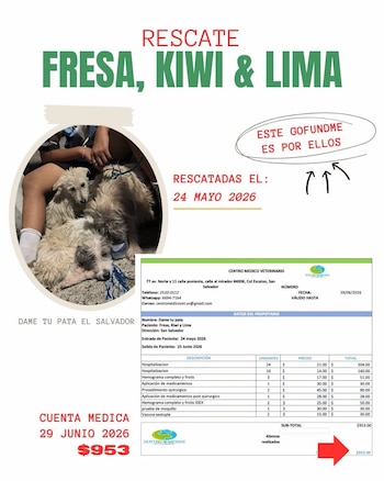 La asociación compartió facturas de varios perros atendidos durante meses, con gastos que incluyen transfusiones, radiografías y cirugías, como parte del llamado urgente para cubrir los pagos acumulados. (Cortesía Dame Tu Pata)
