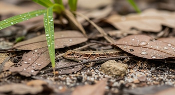 Lagarto excavador camuflado entre hojas secas marrones con gotas de agua, arena y rocas pequeñas; al fondo, una planta de hojas verdes.