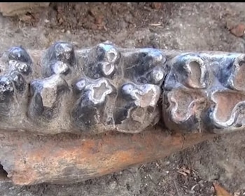 Hallazgos de fósiles animales en el río Tomayate