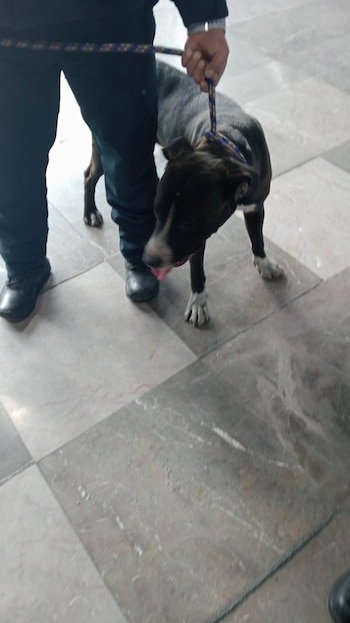 El animal fue trasladado al