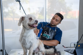 Un peluquero canino profesional recorta