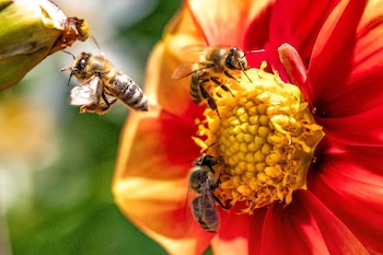 Una abeja en vuelo y dos posadas en el centro amarillo de una flor roja