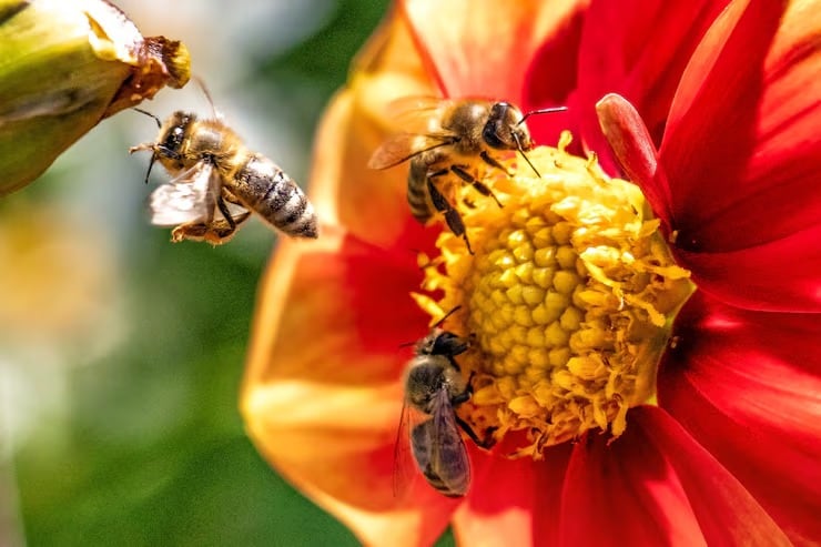 La mayor pérdida de agua en zonas elevadas aparece como otra barrera para la supervivencia de los insectos en ambientes más secos y exigentes (Magnific)