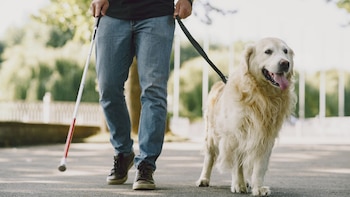 Día Internacional del Perro Guía: la fecha que conmemora labor de estos animales en la inclusión y autonomía de personas con discapacidad visual