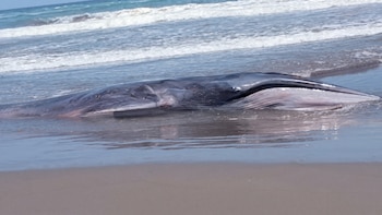 Pequeña ballena azul queda varada en playa de Arequipa: bañistas intentan desesperadamente devolverla al mar