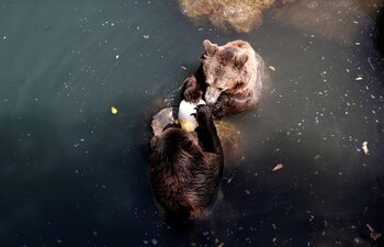 Las especies de todo el