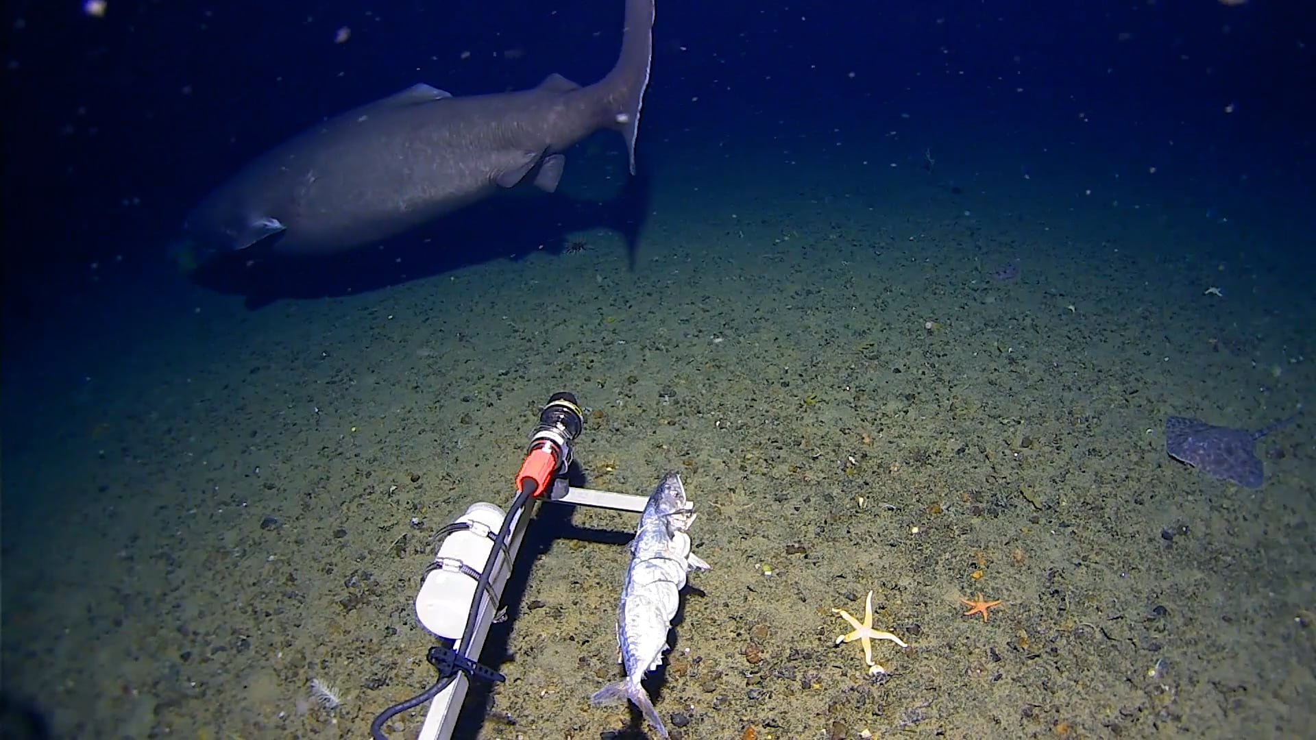 Científicos del Centro de Investigación Oceánica Profunda Minderoo-UWA lograron captar la imagen del tiburón con un sistema de monitoreo de biodiversidad