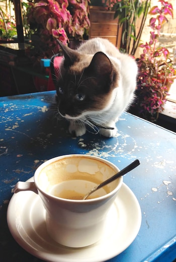 Son muchos los Cat Cafés