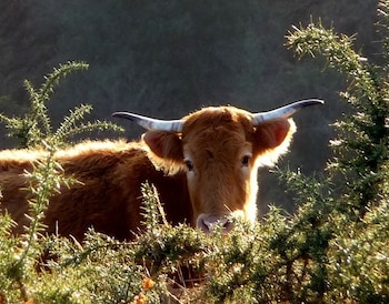 Vaca betizu. (Conservatoire des races D’Aquitaine)