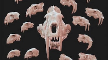 Un fósil olvidado en un museo podría reescribir la historia del tigre dientes de sable