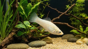 Científicos descubren cómo las Amazon