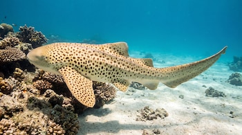 Tiburón cebra de piel manchada nada sobre un fondo marino de arena junto a formaciones de coral.