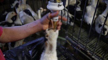En México, Oaxaca es el único estado que ha prohibido productos elaborados a través de alimentación forzada.