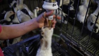 Qué es la alimentación forzada y por qué Oaxaca es el único estado que ha prohibido productos elaborados a través de este proceso