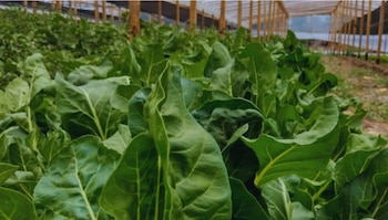 Investigadores promueven los abonos líquidos