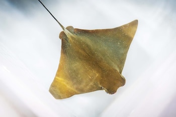 Nace un ejemplar de raya